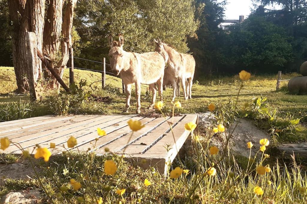 Appartamento La Parenthese La Ou Le Temps S'Arrete. Gouvy Esterno foto